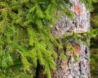 Sustainably oriented